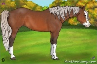 Horse Color:Silver Brown Splash 