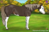 Horse Color:Liver Chestnut Splash 