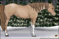 Horse Color:Black Pearl Tobiano 