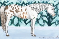 Horse Color:Buckskin Splash Appaloosa 
