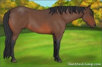 Horse Color:Bay Roan 