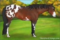 Horse Color:Bay Sabino Frame Appaloosa