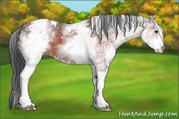 Horse Color:White Spotted Brown Sabino Varnish Rabicano 
