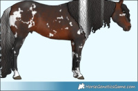 Horse Color:White Spotted Bay 