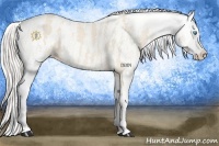 Horse Color:Cremello Sabino Appaloosa  Brindle