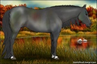 Horse Color:Smoky Black 