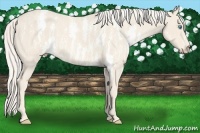 Horse Color:Cremello Sabino  Brindle