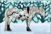 Horse Color:ERROR: UNKNOWN ANOMALY Brindle