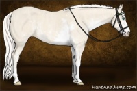 Horse Color:Cremello Sabino  Brindle