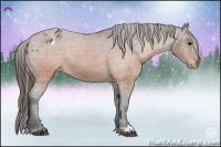 Horse Color:Brown Appaloosa 