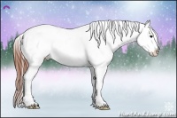 Horse Color:Brown Appaloosa 