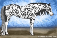 Horse Color:Black Splash Appaloosa