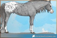 Horse Color:Black Splash Appaloosa 