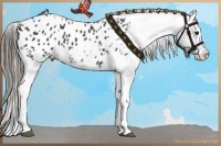 Horse Color:Black Splash Appaloosa 