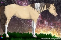 Horse Color:Amber Champagne Dun Tobiano 