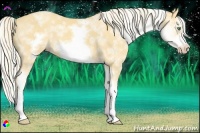 Horse Color:White Spotted Gold Cream Champagne Splash Frame Rabicano 