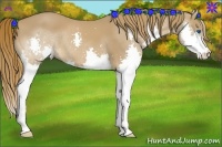 Horse Color:Chestnut Splash 