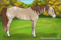Horse Color:Red Dun Ice Splash 