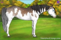 Horse Color:Bay Splash 