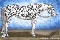 Horse Color:Black Splash Appaloosa