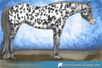 Horse Color:Black Splash Appaloosa 
