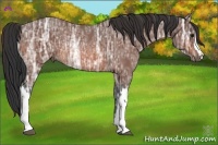 Horse Color:Bay Ice Rabicano