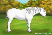 Horse Color:Black Varnish Rabicano
