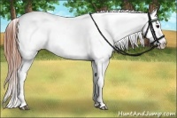 Horse Color:Black Appaloosa Rabicano