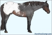 Horse Color:Brown Appaloosa 