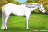 Horse Color:Black Blanket Rabicano 