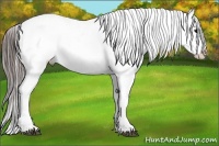 Horse Color:White Spotted Black Appaloosa Rabicano 