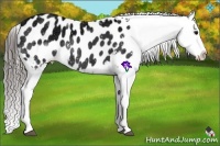 Horse Color:Black Ice Splash Appaloosa Rabicano 