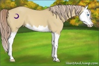 Horse Color:Palomino Dun Splash 