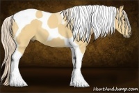 Horse Color:Palomino Tobiano 