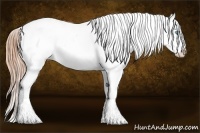 Horse Color:Buckskin Pearl Splash Tobiano Appaloosa 