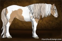 Horse Color:Palomino Splash Tobiano 