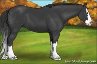 Horse Color:Smoky Black Sabino Splash 