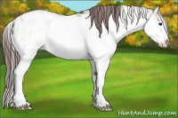 Horse Color:Brown Dun Sabino Appaloosa Rabicano