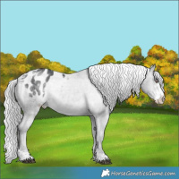 Horse Color:Silver Black Chinchilla Sabino Blanket Rabicano 