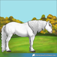 Horse Color:Silver Black Chinchilla Sabino Appaloosa Rabicano 