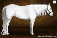 Horse Color:Black Appaloosa Rabicano 