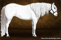 Horse Color:White Spotted Blue Roan Splash Frame Appaloosa
