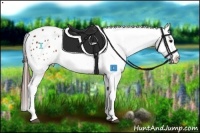 Horse Color:Brown Appaloosa