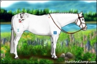 Horse Color:Liver Chestnut Appaloosa 