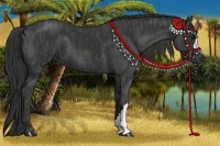 Horse Color:Black  Brindle