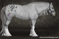 Horse Color:Black Appaloosa Rabicano 