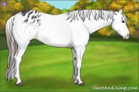 Horse Color:Black Appaloosa Rabicano 