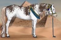 Horse Color:White Spotted Liver Chestnut Splash 