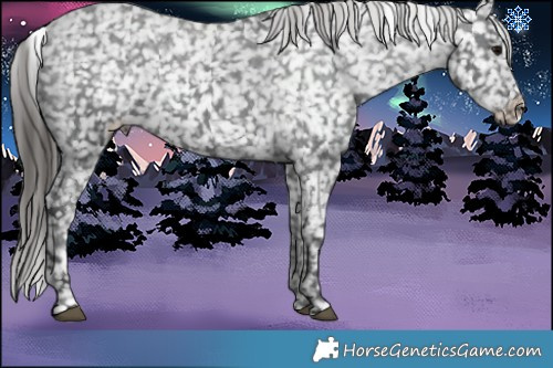 Horse Color:Black Appaloosa Rabicano 