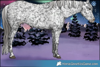 Horse Color:Black Appaloosa Rabicano